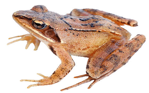 grenouille-rousse grenouille rousse de Morgins